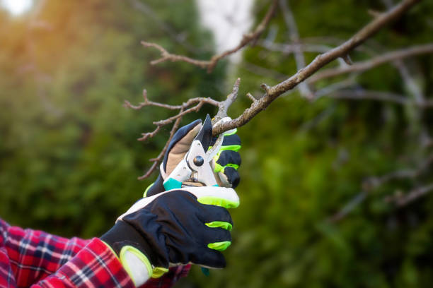 tree pruning st ives